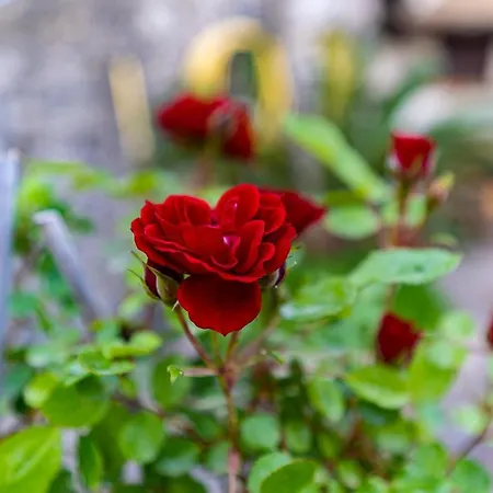 La Sovrana Casa vacanze Praiano